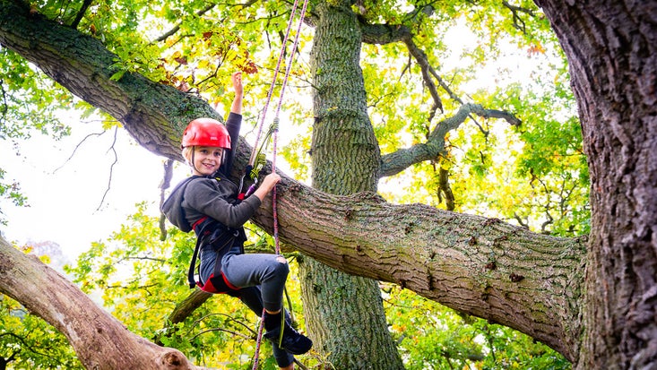 A child scales one of Wimpole's trees as part of Big Tree Climbing